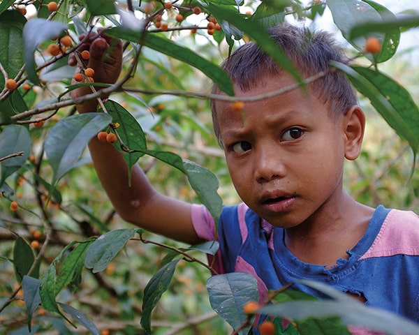 Local boy picking sweet berries in the jungle near the village of Nongriat. Meghalaya, India
