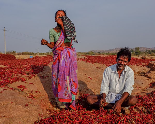 Sorting chillies in the sun. Karnataka, India
