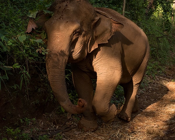 Rescued elephant on a walk in the Jungle, Chiang Mai, Thailand