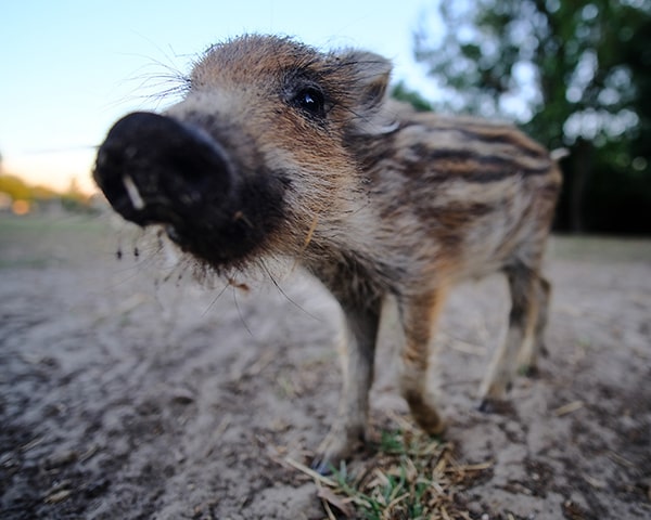 Ficosecco, a rescued baby wild boar in Pisa, Italy